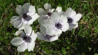 /album/wildflowers/anemone-coronaria-yp-alba-jpg/